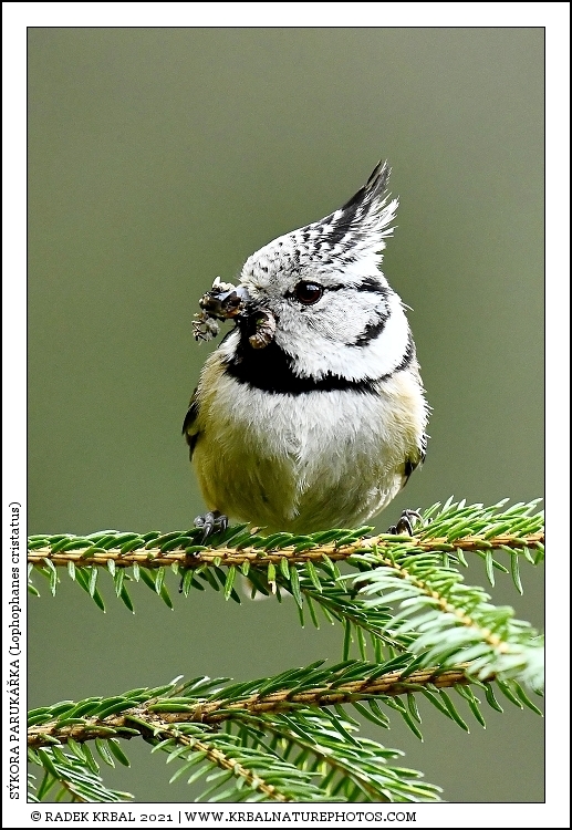 S�kora paruk��ka | European Crested Tit | Haubenmeise | Lophophanes cristatus