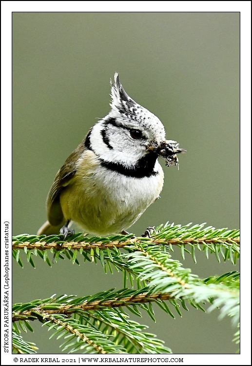 S�kora paruk��ka | European Crested Tit | Haubenmeise | Lophophanes cristatus