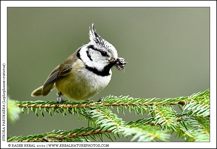 S�kora paruk��ka | European Crested Tit | Haubenmeise | Lophophanes cristatus