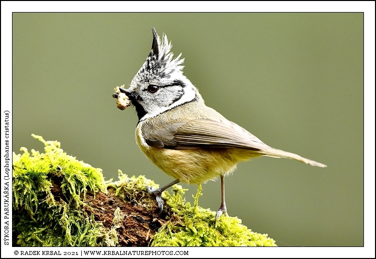 S�kora paruk��ka | European Crested Tit | Haubenmeise | Lophophanes cristatus
