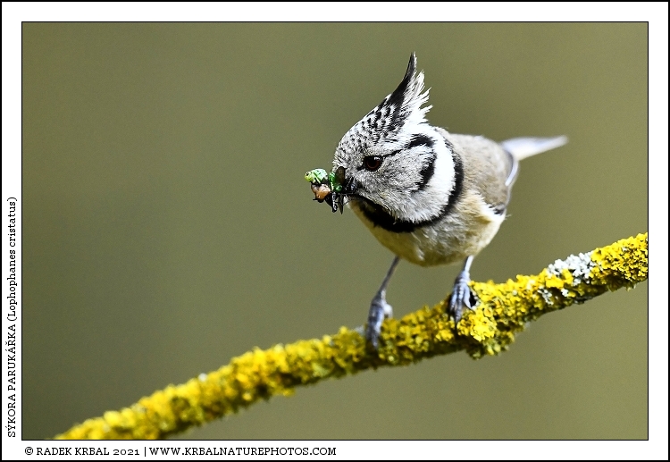 S�kora paruk��ka | European Crested Tit | Haubenmeise | Lophophanes cristatus