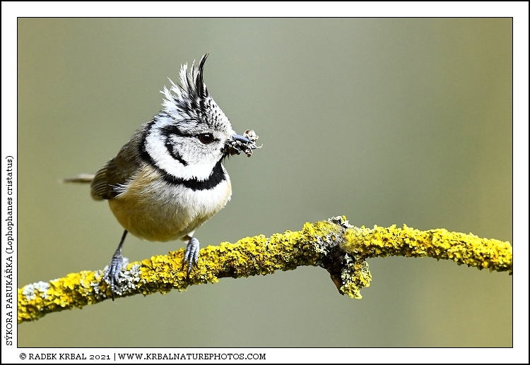 S�kora paruk��ka | European Crested Tit | Haubenmeise | Lophophanes cristatus