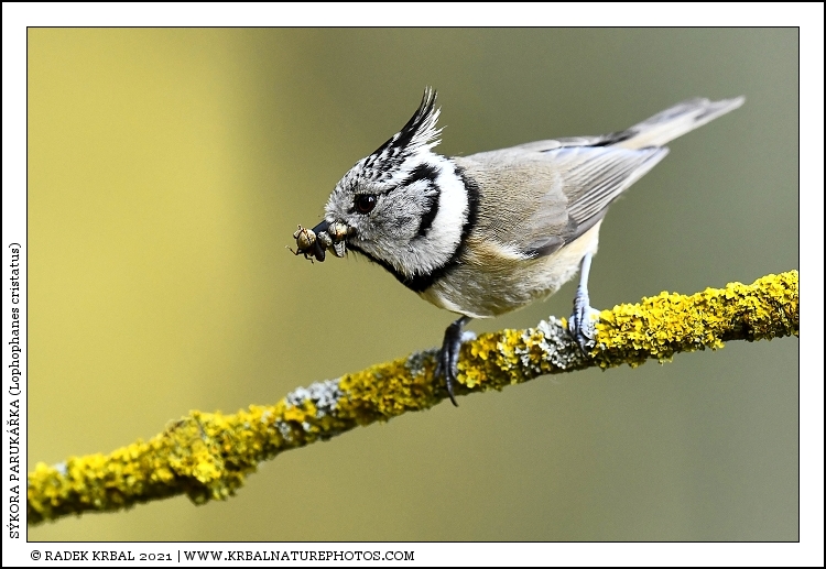 S�kora paruk��ka | European Crested Tit | Haubenmeise | Lophophanes cristatus