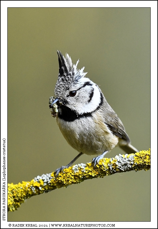 S�kora paruk��ka | European Crested Tit | Haubenmeise | Lophophanes cristatus