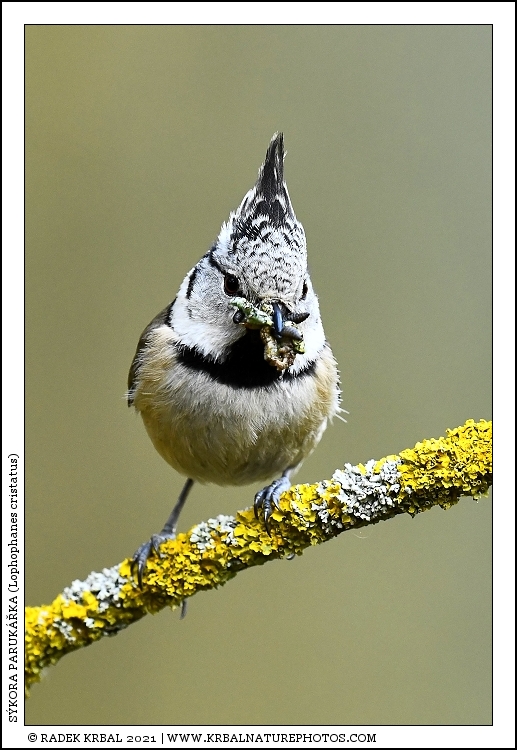 S�kora paruk��ka | European Crested Tit | Haubenmeise | Lophophanes cristatus