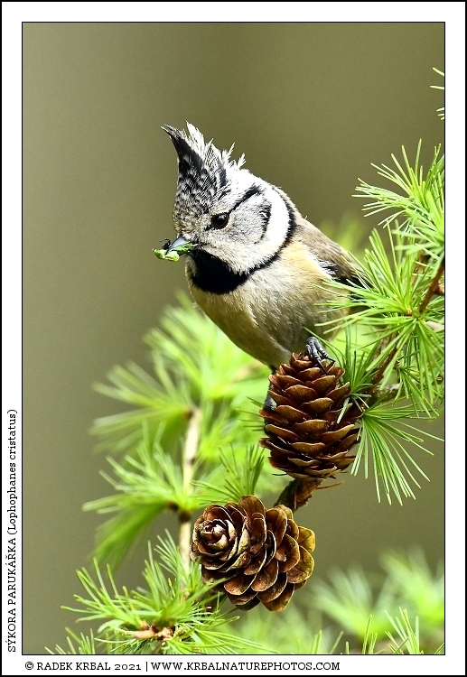 S�kora paruk��ka | European Crested Tit | Haubenmeise | Lophophanes cristatus