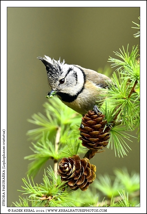 S�kora paruk��ka | European Crested Tit | Haubenmeise | Lophophanes cristatus