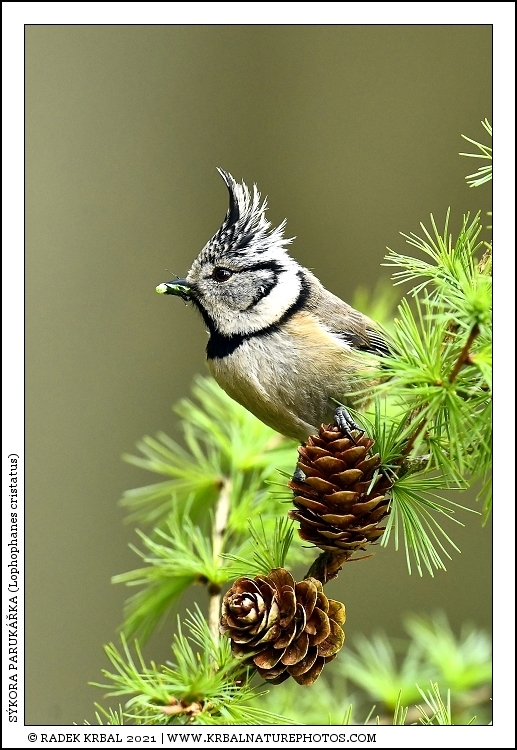 S�kora paruk��ka | European Crested Tit | Haubenmeise | Lophophanes cristatus