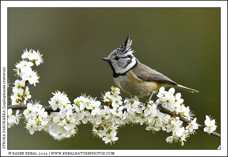 S�kora paruk��ka | European Crested Tit | Haubenmeise | Lophophanes cristatus