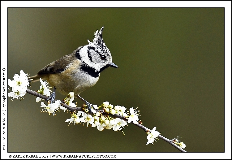 S�kora paruk��ka | European Crested Tit | Haubenmeise | Lophophanes cristatus