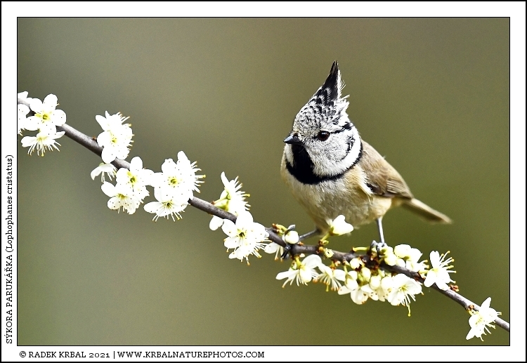 S�kora paruk��ka | European Crested Tit | Haubenmeise | Lophophanes cristatus