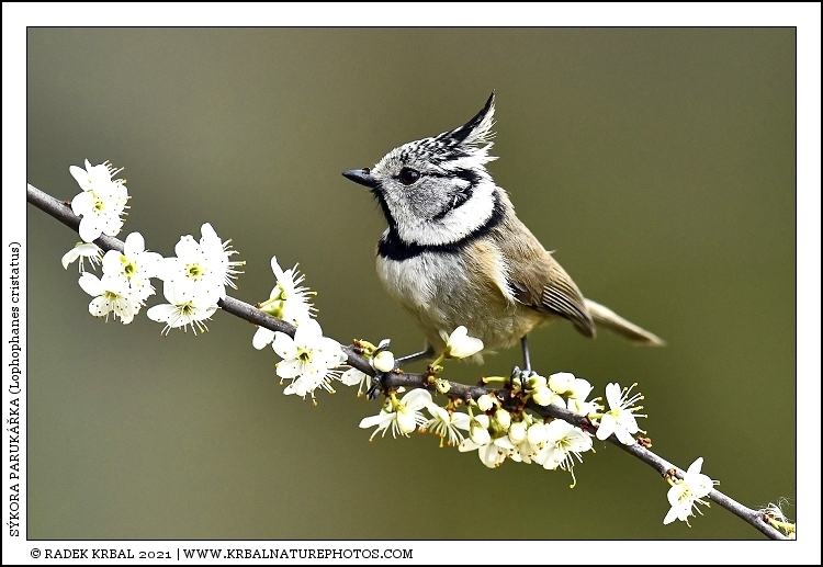 S�kora paruk��ka | European Crested Tit | Haubenmeise | Lophophanes cristatus