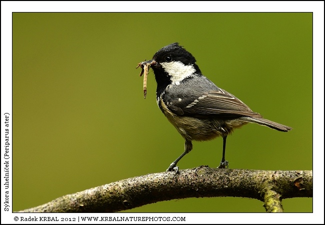 S�kora uheln��ek | Coal Tit | Tannenmeise | Periparus ater