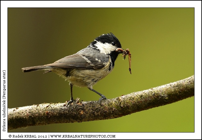 S�kora uheln��ek | Coal Tit | Tannenmeise | Periparus ater