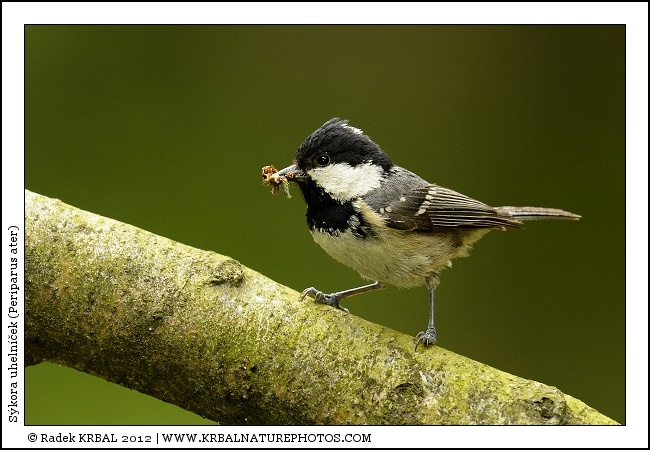 S�kora uheln��ek | Coal Tit | Tannenmeise | Periparus ater