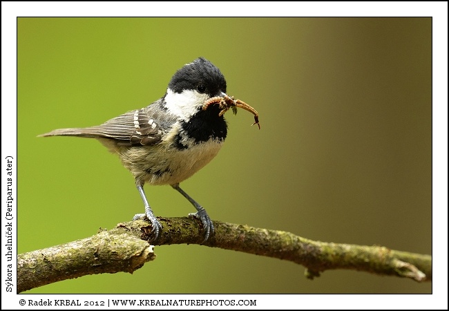 S�kora uheln��ek | Coal Tit | Tannenmeise | Periparus ater