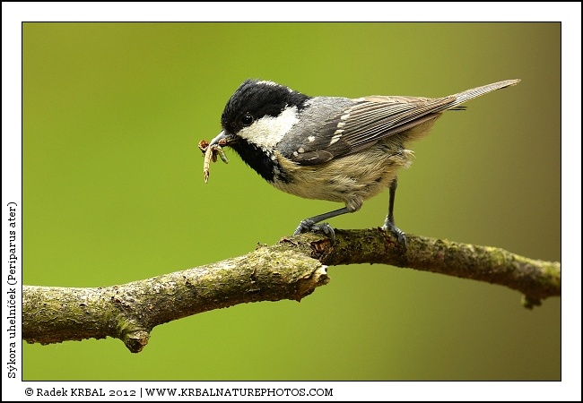 S�kora uheln��ek | Coal Tit | Tannenmeise | Periparus ater