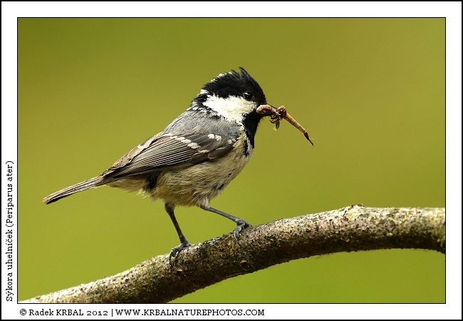S�kora uheln��ek | Coal Tit | Tannenmeise | Periparus ater