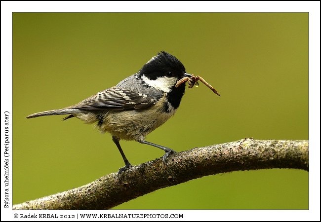 S�kora uheln��ek | Coal Tit | Tannenmeise | Periparus ater