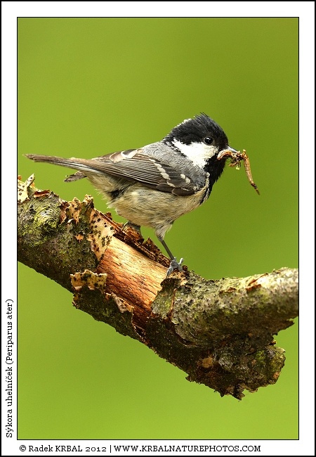 S�kora uheln��ek | Coal Tit | Tannenmeise | Periparus ater