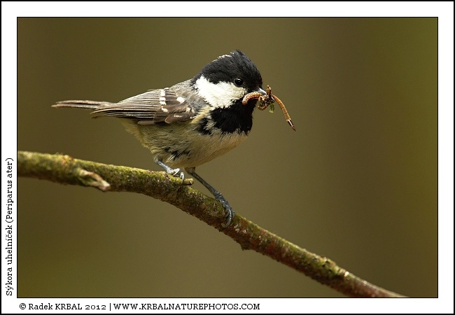 S�kora uheln��ek | Coal Tit | Tannenmeise | Periparus ater
