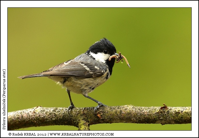 S�kora uheln��ek | Coal Tit | Tannenmeise | Periparus ater