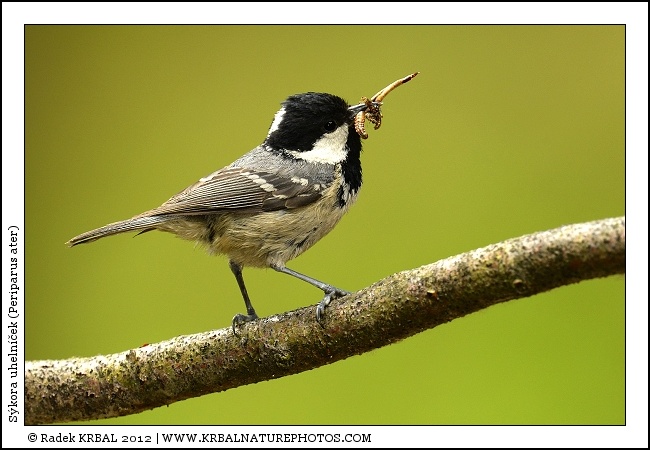 S�kora uheln��ek | Coal Tit | Tannenmeise | Periparus ater