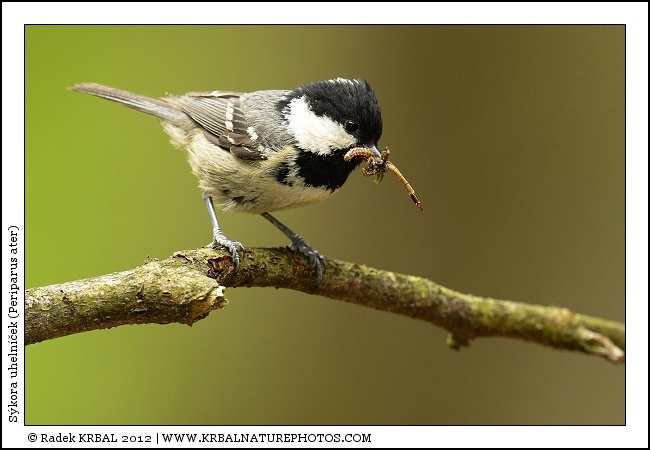 S�kora uheln��ek | Coal Tit | Tannenmeise | Periparus ater