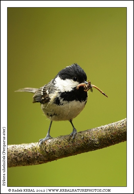 S�kora uheln��ek | Coal Tit | Tannenmeise | Periparus ater