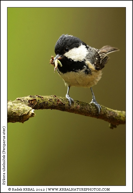 S�kora uheln��ek | Coal Tit | Tannenmeise | Periparus ater