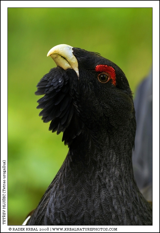 Tet�ev hlu�ec | Western Capercaillie | Auerhuhn | Tetrao urogallus