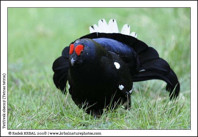 Tet��vek obecn� | Black Grouse | Birkhuhn | Tetrao tetrix