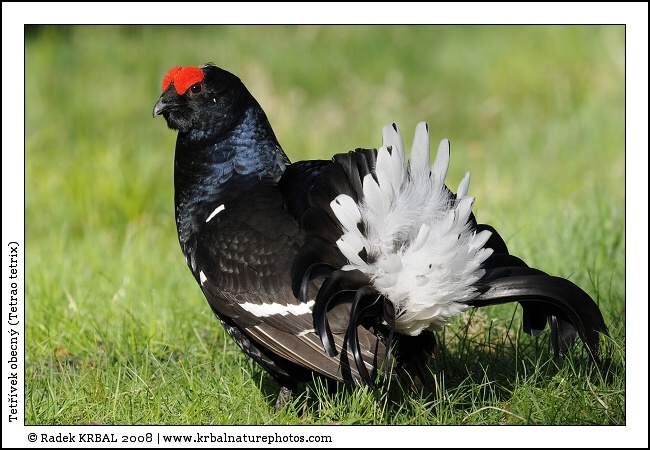 Tet��vek obecn� | Black Grouse | Birkhuhn | Tetrao tetrix