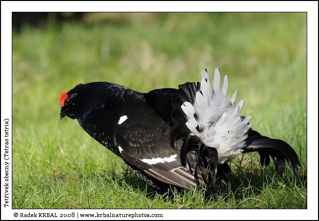 Tet��vek obecn� | Black Grouse | Birkhuhn | Tetrao tetrix