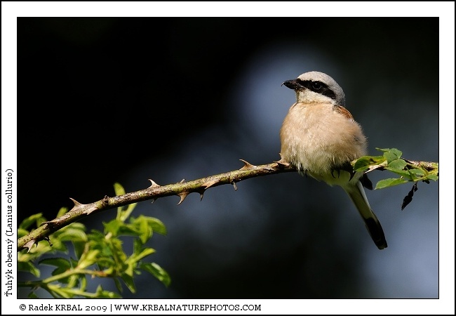 �uh�k obecn� | Red-backed Shrike | Neunt�ter | Lanius collurio