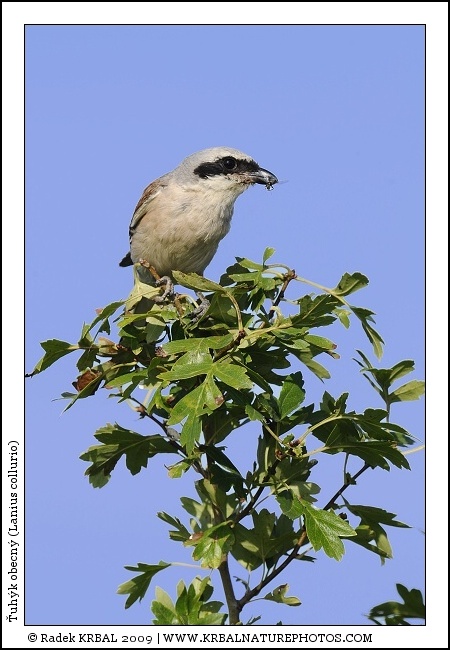 �uh�k obecn� | Red-backed Shrike | Neunt�ter | Lanius collurio