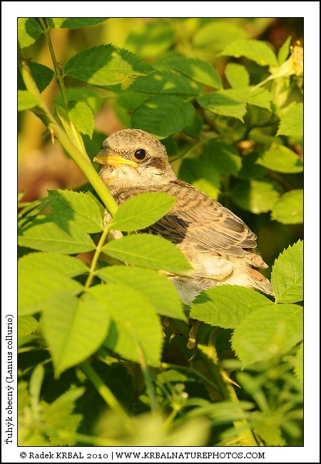 �uh�k obecn� | Red-backed Shrike | Neunt�ter | Lanius collurio