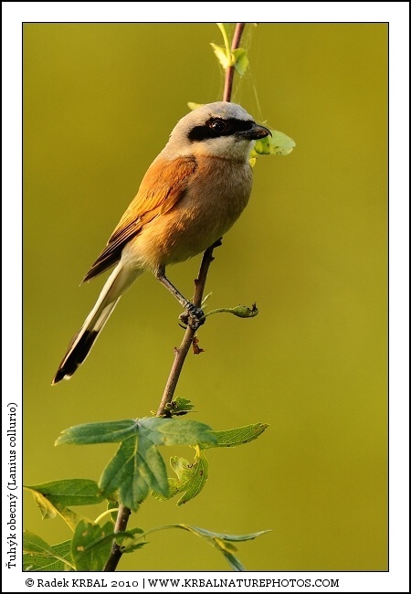 �uh�k obecn� | Red-backed Shrike | Neunt�ter | Lanius collurio