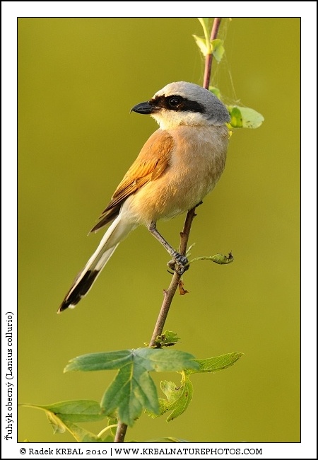 �uh�k obecn� | Red-backed Shrike | Neunt�ter | Lanius collurio