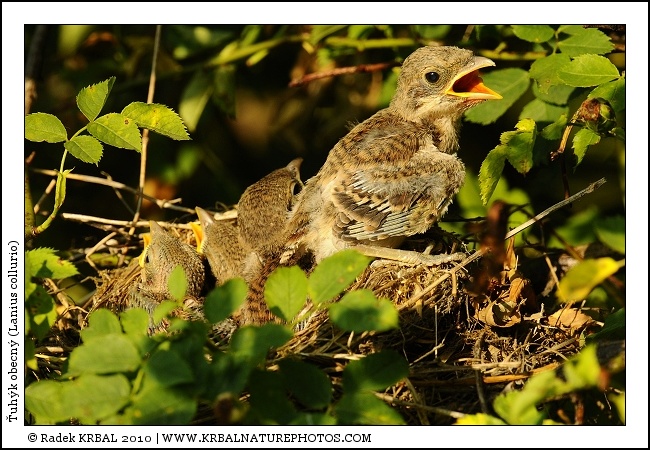 �uh�k obecn� | Red-backed Shrike | Neunt�ter | Lanius collurio