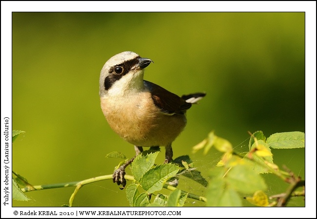 �uh�k obecn� | Red-backed Shrike | Neunt�ter | Lanius collurio