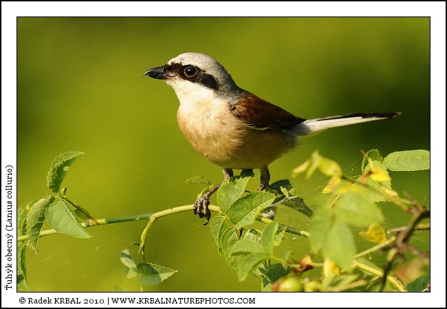 �uh�k obecn� | Red-backed Shrike | Neunt�ter | Lanius collurio