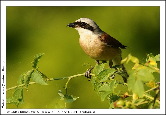 �uh�k obecn� | Red-backed Shrike | Neunt�ter | Lanius collurio