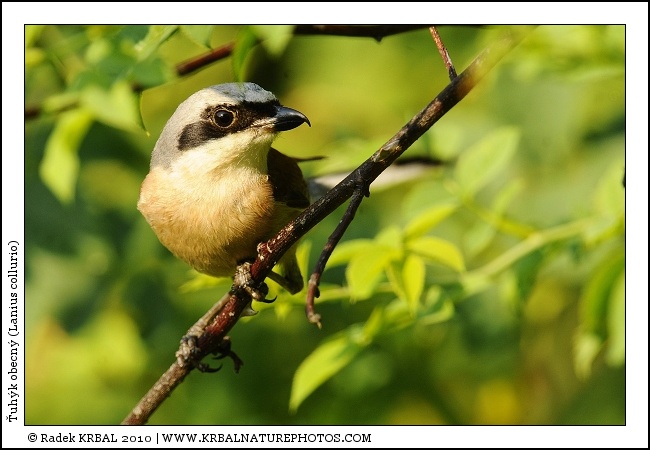 �uh�k obecn� | Red-backed Shrike | Neunt�ter | Lanius collurio