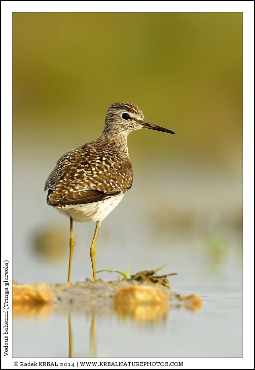 Vodou� bahenn� | Wood Sandpiper | Bruchwasserl�ufer | Tringa glareola