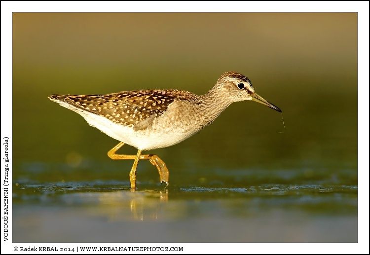 Vodou� bahenn� | Wood Sandpiper | Bruchwasserl�ufer | Tringa glareola