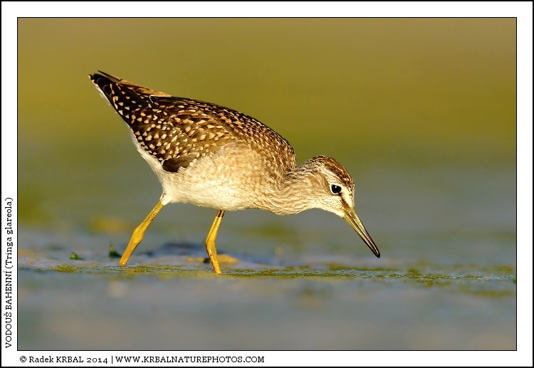 Vodou� bahenn� | Wood Sandpiper | Bruchwasserl�ufer | Tringa glareola