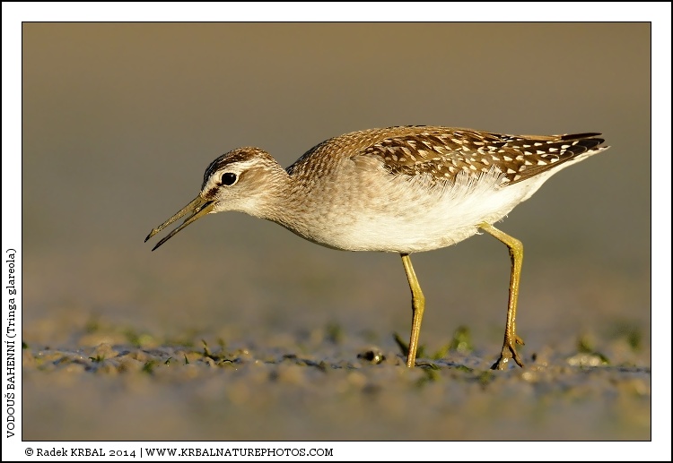 Vodou� bahenn� | Wood Sandpiper | Bruchwasserl�ufer | Tringa glareola