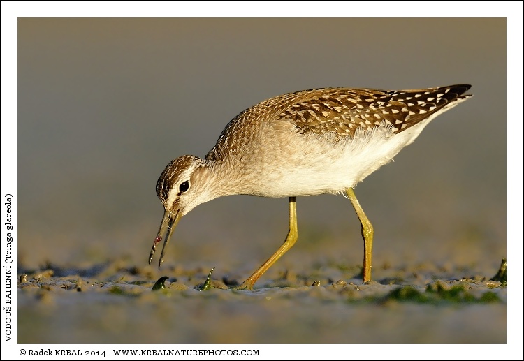 Vodou� bahenn� | Wood Sandpiper | Bruchwasserl�ufer | Tringa glareola