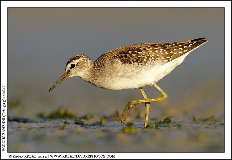 Vodou� bahenn� | Wood Sandpiper | Bruchwasserl�ufer | Tringa glareola
